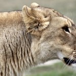 Lion profil